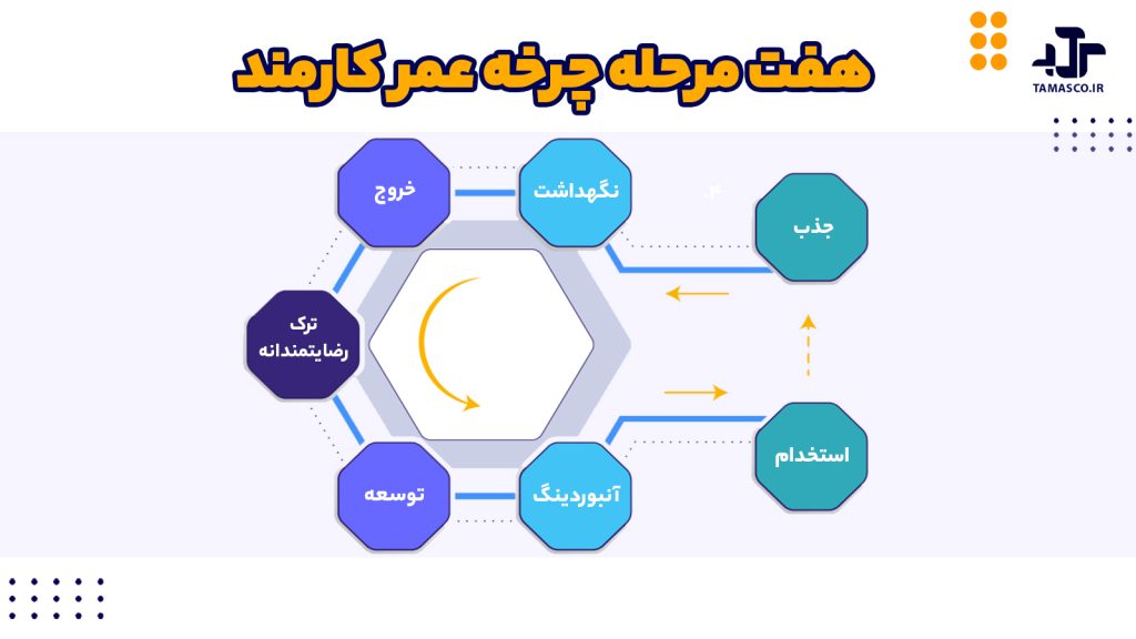 هفت مرحله چرخه عمر کارمند